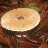 Agaricaceae